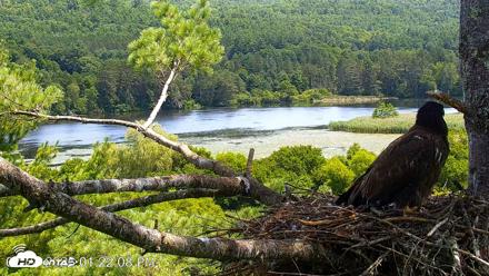 VINS Bald Eagles Nest Live Cams - Jul 24, 2026, 1:22pm EDT