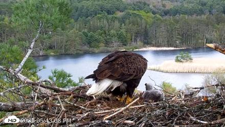 VINS Bald Eagles Nest Live Cams - May 11, 2026, 5:43pm EDT