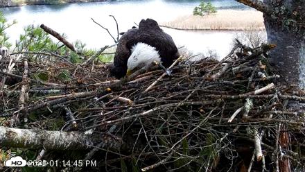 VINS Bald Eagles Nest Live Cams - Apr 21, 2026, 1:15pm EDT