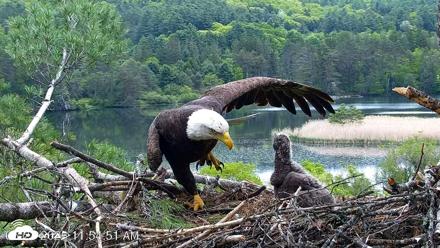 VINS Bald Eagles Nest Live Cams - May 23, 2026, 11:55am EDT