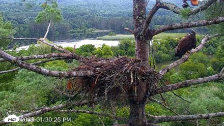 VINS Bald Eagles Nest Live Cams - Jul 30, 2026, 1:31pm EDT