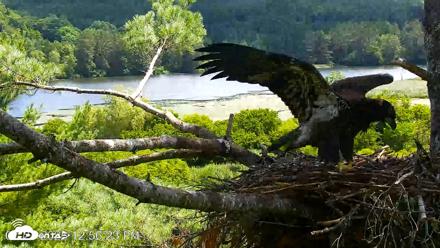 VINS Bald Eagles Nest Live Cams - Jul 23, 2026, 12:57pm EDT