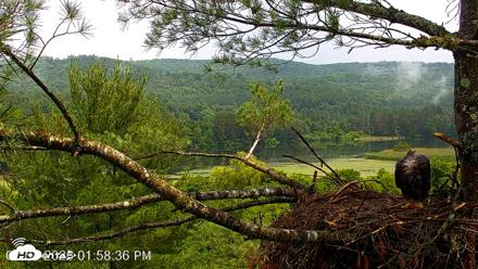 VINS Bald Eagles Nest Live Cams - Jul 4, 2026, 2:00pm EDT