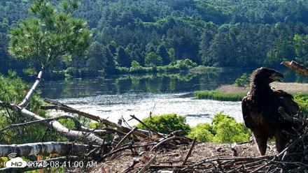VINS Bald Eagles Nest Live Cams - Jun 16, 2026, 8:41am EDT