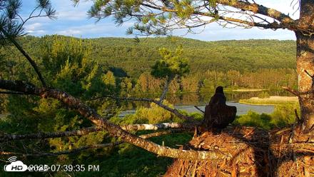 VINS Bald Eagles Nest Live Cams - Jul 9, 2026, 7:40pm EDT
