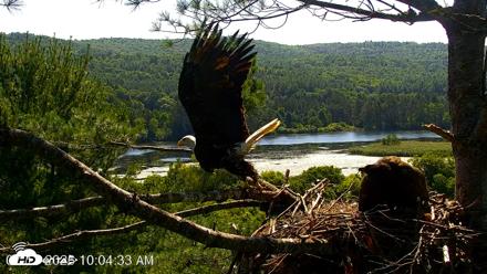 VINS Bald Eagles Nest Live Cams - Jul 17, 2026, 10:05am EDT