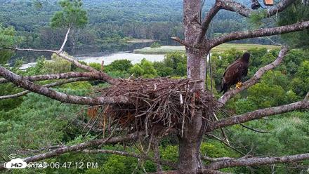 VINS Bald Eagles Nest Live Cams - Aug 10, 2026, 6:47pm EDT