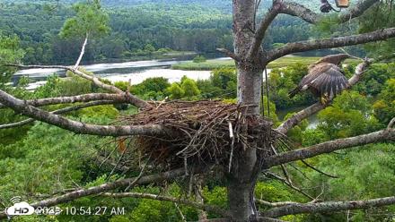 VINS Bald Eagles Nest Live Cams - Aug 17, 2026, 10:55am EDT