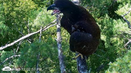 VINS Bald Eagles Nest Live Cams - Jul 27, 2026, 12:03pm EDT