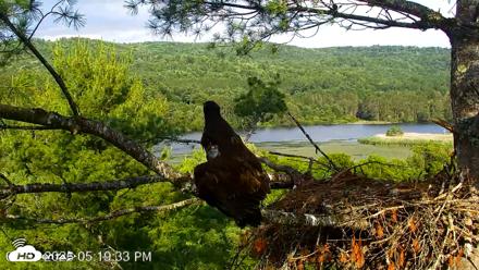 VINS Bald Eagles Nest Live Cams - Jul 3, 2026, 5:20pm EDT