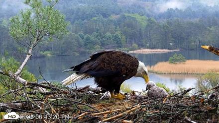 VINS Bald Eagles Nest Live Cams - May 13, 2026, 6:44pm EDT