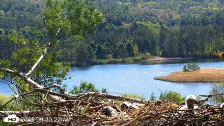 VINS Bald Eagles Nest Live Cams - May 12, 2026, 9:31am EDT