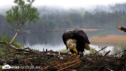 VINS Bald Eagles Nest Live Cams - May 14, 2026, 9:04am EDT