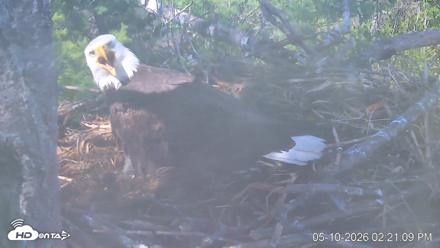 VINS Bald Eagles Nest Live Cams - May 10, 2026, 2:21pm EDT
