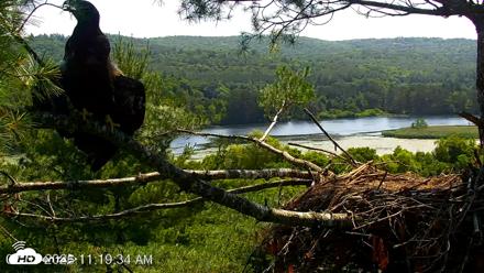 VINS Bald Eagles Nest Live Cams - Jul 3, 2026, 11:21am EDT