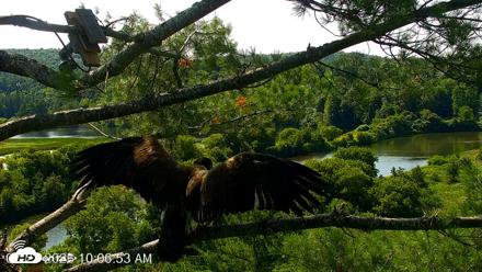 VINS Bald Eagles Nest Live Cams - Jul 23, 2026, 10:07am EDT