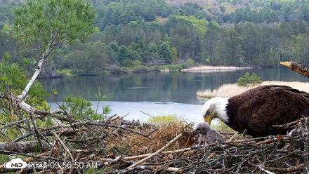 VINS Bald Eagles Nest Live Cams - May 13, 2026, 9:57am EDT