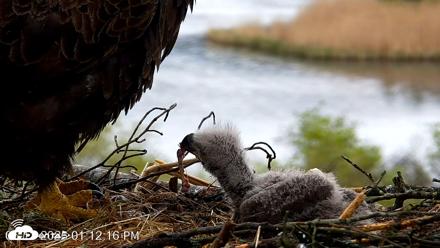 VINS Bald Eagles Nest Live Cams - May 13, 2026, 1:12pm EDT