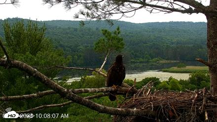 VINS Bald Eagles Nest Live Cams - Jul 14, 2026, 10:08am EDT