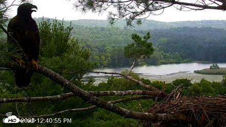 VINS Bald Eagles Nest Live Cams - Jul 16, 2026, 12:41pm EDT