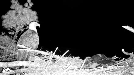 VINS Bald Eagles Nest Live Cams - Jun 12, 2026, 9:31pm EDT