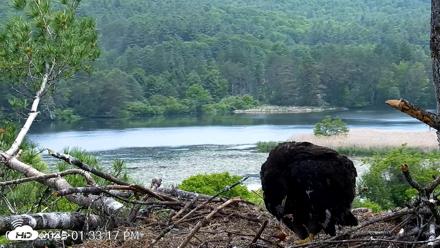 VINS Bald Eagles Nest Live Cams - Jun 10, 2026, 1:34pm EDT