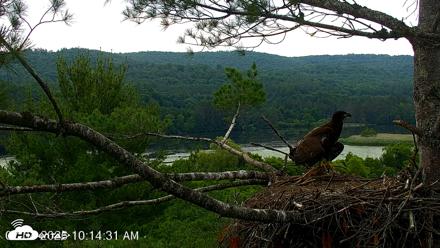 VINS Bald Eagles Nest Live Cams - Jul 4, 2026, 10:15am EDT