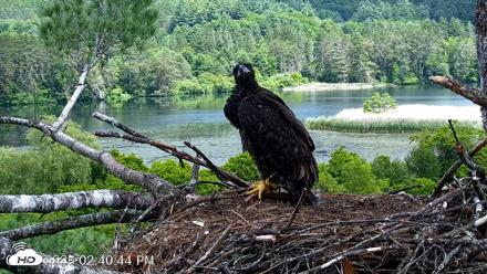 VINS Bald Eagles Nest Live Cams - Jun 21, 2026, 2:41pm EDT
