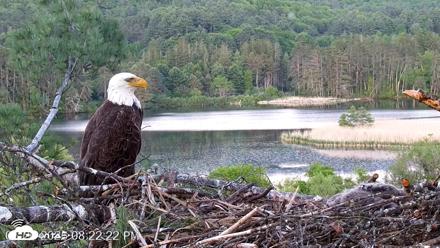 VINS Bald Eagles Nest Live Cams - May 26, 2026, 8:23pm EDT