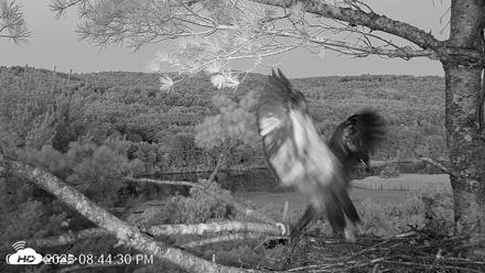 VINS Bald Eagles Nest Live Cams - Jul 20, 2026, 8:45pm EDT
