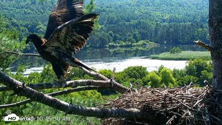 VINS Bald Eagles Nest Live Cams - Jul 24, 2026, 10:46am EDT