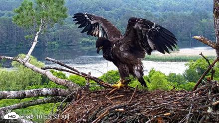 VINS Bald Eagles Nest Live Cams - Jun 26, 2026, 10:51am EDT