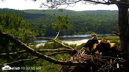 VINS Bald Eagles Nest Live Cams - Jul 17, 2026, 10:09am EDT