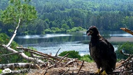VINS Bald Eagles Nest Live Cams - Jun 12, 2026, 10:54am EDT