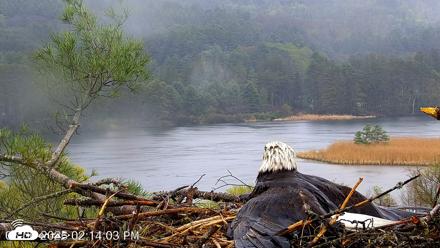 VINS Bald Eagles Nest Live Cams - May 6, 2026, 2:15pm EDT