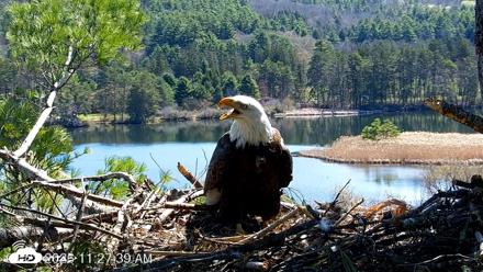 VINS Bald Eagles Nest Live Cams - Apr 27, 2026, 11:28am EDT