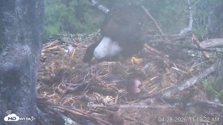 VINS Bald Eagles Nest Live Cams - Apr 28, 2026, 11:14am EDT