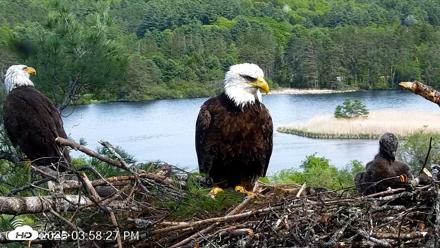 VINS Bald Eagles Nest Live Cams - May 21, 2026, 3:59pm EDT