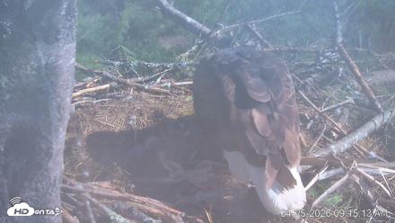 VINS Bald Eagles Nest Live Cams - Apr 25, 2026, 9:16am EDT