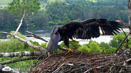 VINS Bald Eagles Nest Live Cams - Jun 27, 2026, 1:42pm EDT