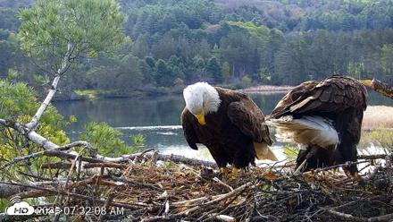 VINS Bald Eagles Nest Live Cams - May 8, 2026, 7:32am EDT