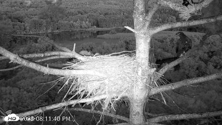 VINS Bald Eagles Nest Live Cams - Aug 21, 2026, 8:12pm EDT