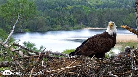 VINS Bald Eagles Nest Live Cams - May 19, 2026, 3:25pm EDT