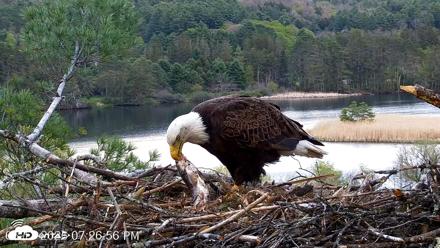 VINS Bald Eagles Nest Live Cams - May 11, 2026, 7:27pm EDT