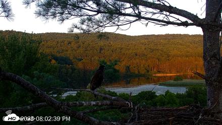 VINS Bald Eagles Nest Live Cams - Jul 20, 2026, 8:03pm EDT