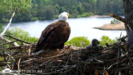 VINS Bald Eagles Nest Live Cams - May 20, 2026, 11:59am EDT