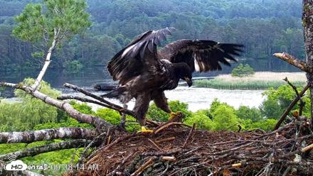 VINS Bald Eagles Nest Live Cams - Jun 26, 2026, 9:38am EDT