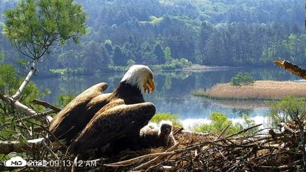 VINS Bald Eagles Nest Live Cams - May 19, 2026, 9:14am EDT
