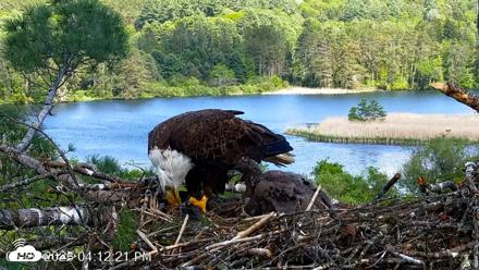 VINS Bald Eagles Nest Live Cams - May 26, 2026, 4:13pm EDT