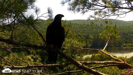 VINS Bald Eagles Nest Live Cams - Jul 24, 2026, 10:47am EDT
